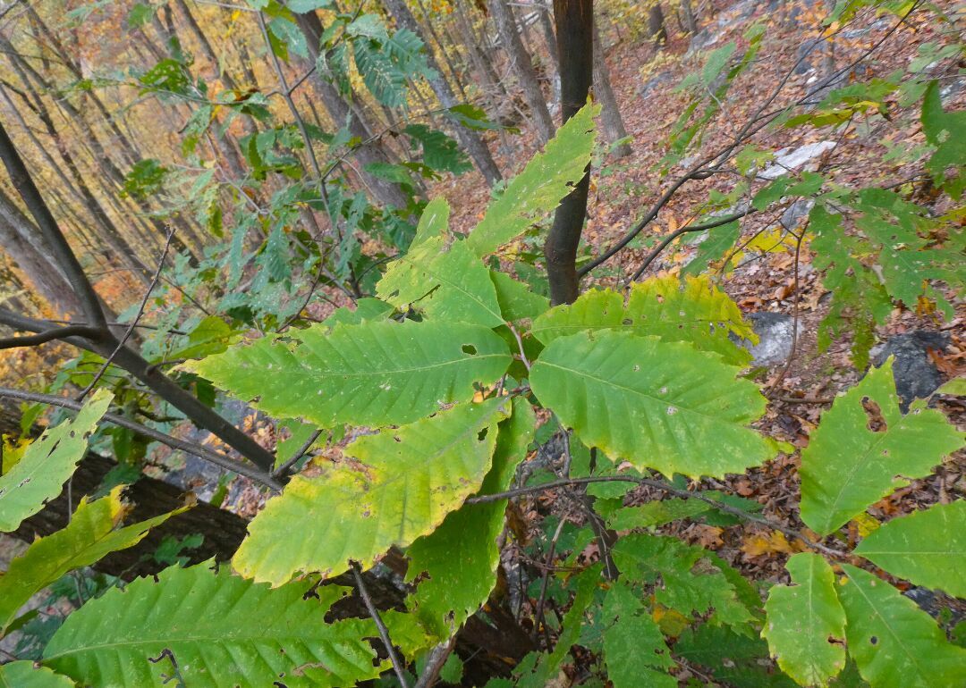 Clue: Tree #2